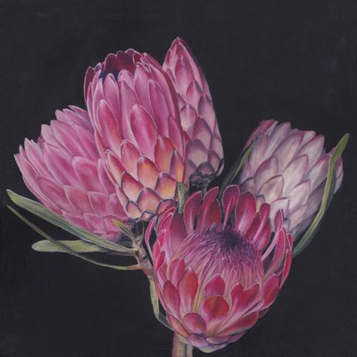 Exotische roze protea’s door Viccy Wanliss