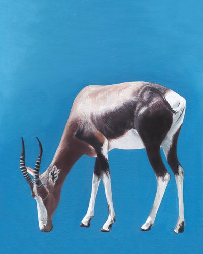 Grazende bontebok door Viccy Wanliss