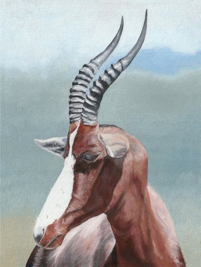 Rustig portret van een blesbok door Viccy Wanliss
