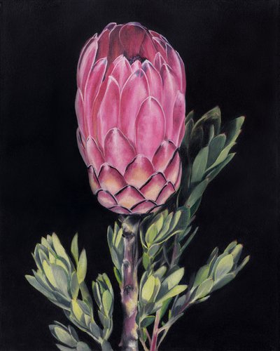Levendig roze protea door Viccy Wanliss