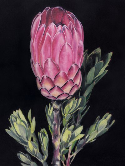Levendig roze protea door Viccy Wanliss