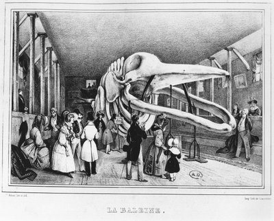De walvis in het Natuurhistorisch Museum in Parijs, c.1840 door Victor Adam