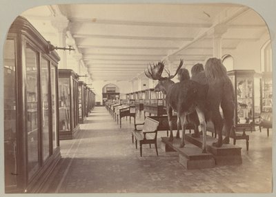 Pl. II. Benedenverdieping: Zoogdieren door Victor Prevost, Gaston L. Feuardent and Co., New York