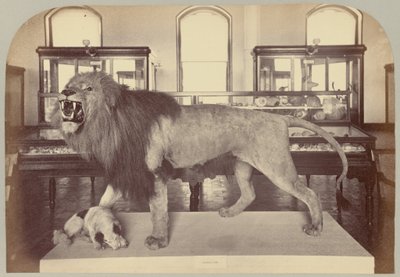 Pl. IX. Afrikaanse Leeuw door Victor Prevost, Gaston L. Feuardent and Co., New York