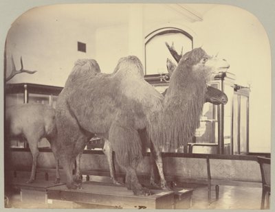 Pl. VIII. Kameel en Eland door Victor Prevost, Gaston L. Feuardent and Co., New York