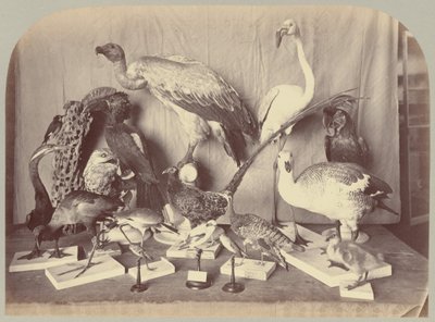 Pl. XIII. Vogels door Victor Prevost, Gaston L. Feuardent and Co., New York