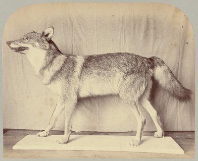 Pl. XII. Europese Wolf door Victor Prevost, Gaston L. Feuardent and Co., New York