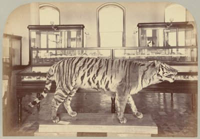 Pl. XI. Bengaalse Tijger door Victor Prevost, Gaston L. Feuardent and Co., New York