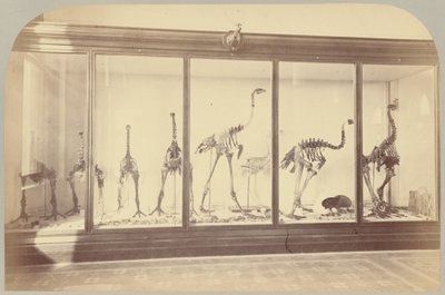 Pl. XV. Fossiele vogels: Nieuw-Zeeland door Victor Prevost, Gaston L. Feuardent and Co., New York