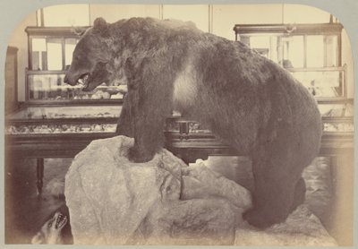 Pl. X. Grizzlybeer door Victor Prevost, Gaston L. Feuardent and Co., New York