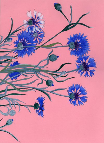 Blauwe korenbloemen op roze door Viktoriia Saunina