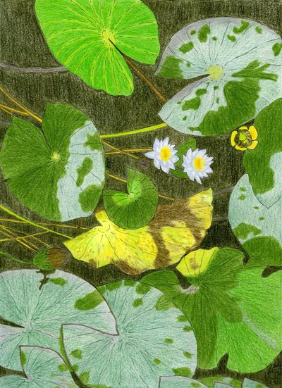 Rustige waterlelies door Viktoriia Saunina