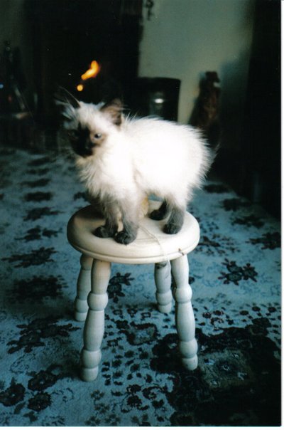 IJs kitten
