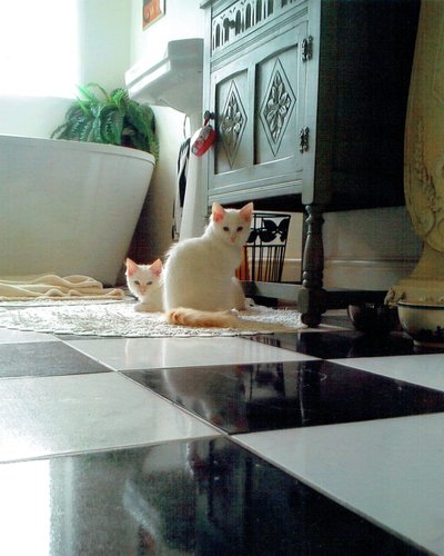Puddy Katten, 2017 door Vincent Alexander Booth