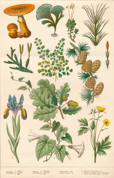 Botanische illustratie, c1880s door Vincent Brooks Day and Son