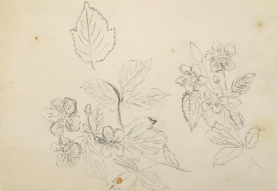 Recto: Bloemenstudie, 1869-1871 door Vincent Colyer