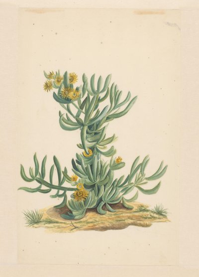 IJskruid door Vincent Jansz. van der Vinne (attributed to)