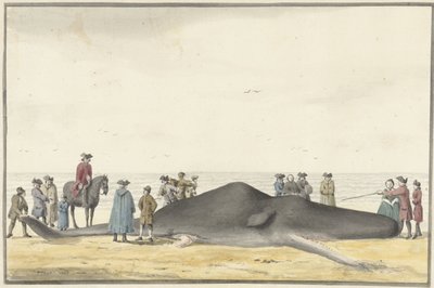 Aangespoelde potvis op het strand tussen Zandvoort en Wijk aan Zee, 20 februari 1762, van voren gezien door Vincent Jansz. van der Vinne