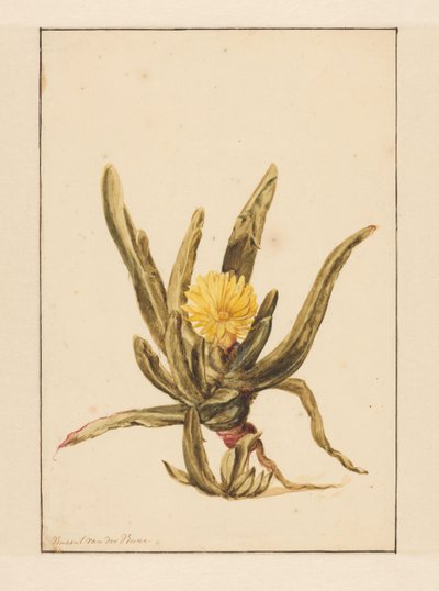 IJskruid met gele bloemen door Vincent Jansz. van der Vinne