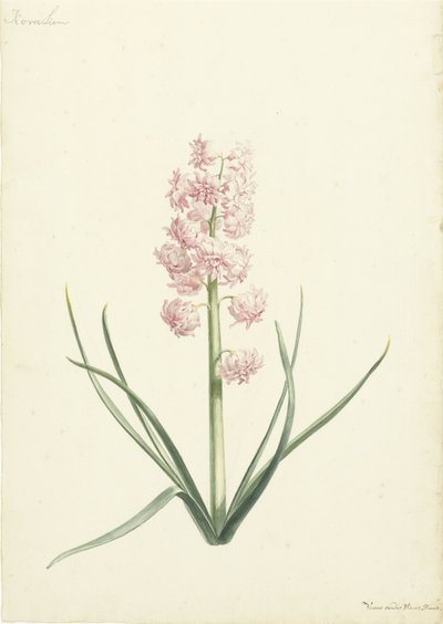 Hyacint Koralien door Vincent Laurensz. van der Vinne (II)