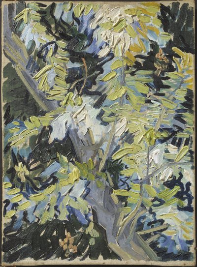 Acacia en fleur door Vincent van Gogh