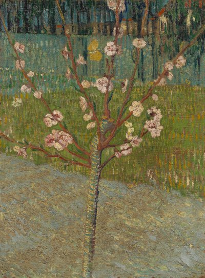 Amandelboom in bloei door Vincent van Gogh