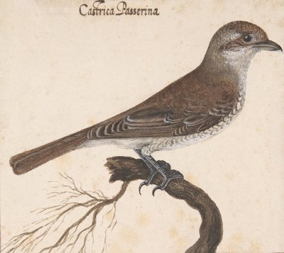 Castrica Passerina door Vincenzo Leonardi