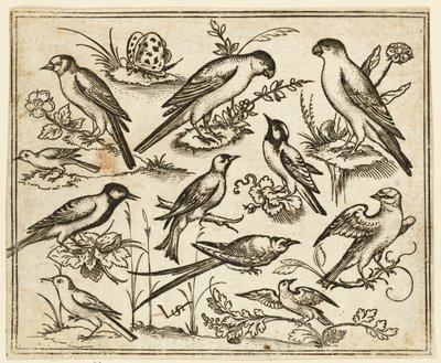 Elf vogels zittend op bloeiende takken en kleine takjes, 1557 door Virgil Solis