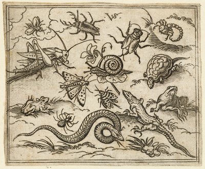 Groep insecten en reptielen op een vlakke ondergrond met rotsen, inclusief een leguaan, een hagedis, 1557 door Virgil Solis