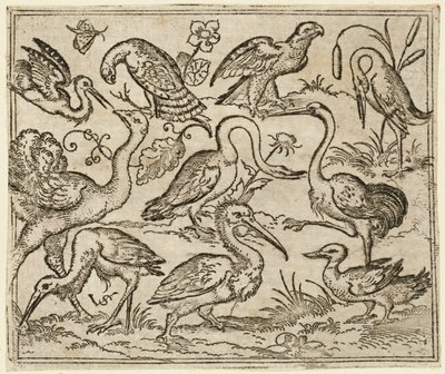 Struisvogel aan de linkerkant met negen andere vogels, waaronder een reiger en een pelikaan, 1557 door Virgil Solis