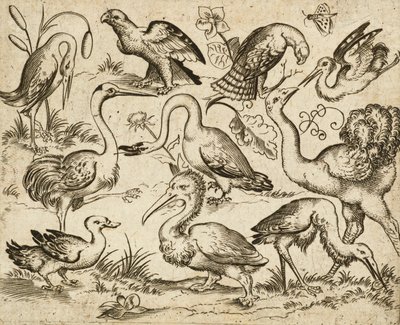 Struisvogel aan de linkerkant met negen andere vogels, waaronder een reiger en een pelikaan door Virgilius the elder (after) Solis