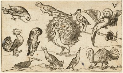 Pauw in het midden omringd door negen andere vogels, waaronder een kalkoen, en een vlinder door Virgilius the elder (after) Solis