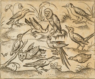 Tien vogels zittend op takken en grasplukken, waaronder twee uilen en een vogel met lange staartveren die in het midden met zijn kop achterover tjilpt, uit Douce Ornament Prints Album I door Virgilius the elder (after) Solis