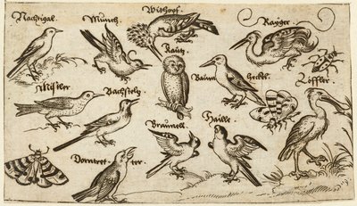 Twaalf soorten vogels, waaronder een uil en pelikaan, individueel gelabeld en gepositioneerd op een minimale ondergrond omringd door een mot, vlinder en lieveheersbeestje, uit Douce Ornament Prints Album I door Virgilius the elder (after) Solis