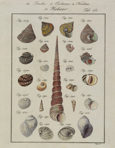 Zeeschelpen: Trochi, Turbines, Neritae Helices, uit Neues Systematisches Conchylien-Cabinet, 1784 door Vogel