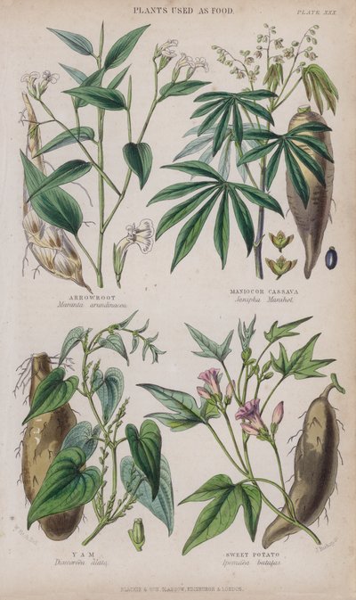 Pijlpunt; Maniok of Cassave; Yam; Zoete Aardappel (gekleurde gravure) door W. Fitch