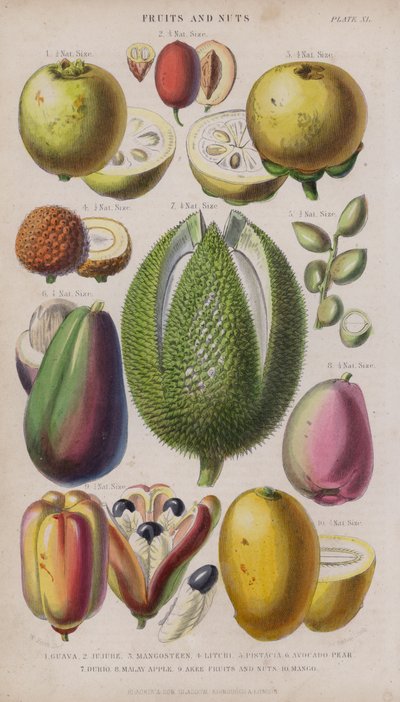 Guave; Jujube; Mangosteen; Litchi; Pistacia; Avocado Peer; Durio; Maleise Appel; Akee Vruchten en Noten; Mango (gekleurde gravure) door W. Fitch