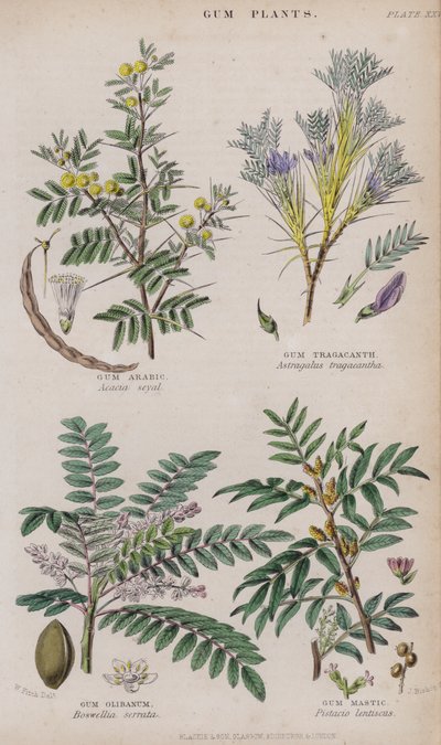Arabische gom; Tragantgom; Olibanumgom; Mastiekgom door W. Fitch