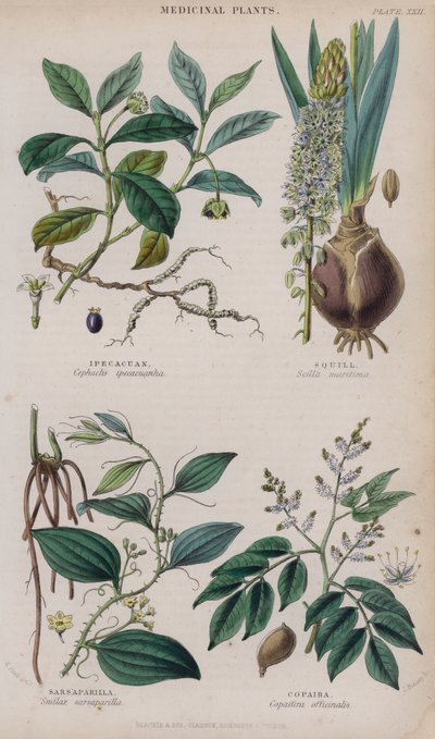 Ipecacuan; Squill; Sarsaparilla; Copaiba door W. Fitch