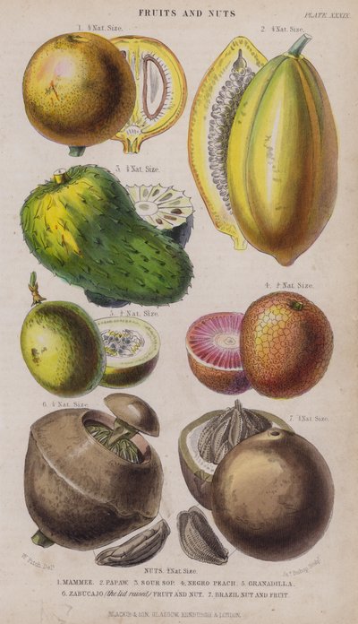 Mammee; Papaja; Zure Sop; Negro Perzik; Granadilla; Zabucajo (het deksel opgeheven) Fruit en Noten; Braziliaanse Noot en Fruit (gekleurde gravure) door W. Fitch