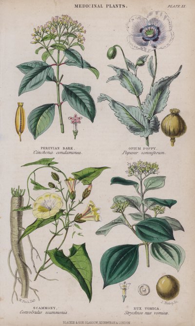 Peruviaanse schors; Papaver; Scammony; Braaknoot door W. Fitch