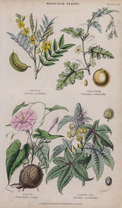 Senna; Colocynth; Jalap; Ricinusolie (gekleurde gravure) door W. Fitch