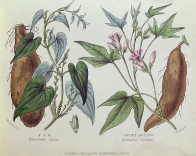 Yam en zoete aardappel door W. Fitch