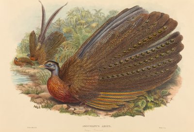 Argusfazant (Argusianus Argus) door W. Hart