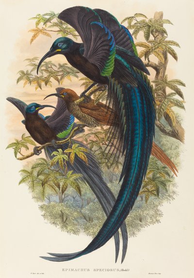 Epimachus speciosus (Sikkelbek Paradijsvogel) door W. Hart