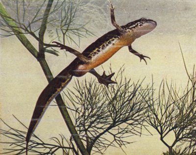 Palmate Newt, mannetje, Molge palmata door W. J. Stokoe