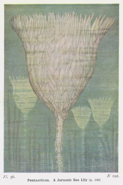 Pentacrinus, Een Jura-zeelelie door W. J. Stokoe