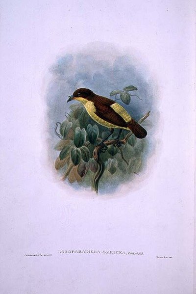 Loboparadisea serica, Waterbekvogel van het Paradijs (kleur litho) door W. and Keulemans J.G. Hart