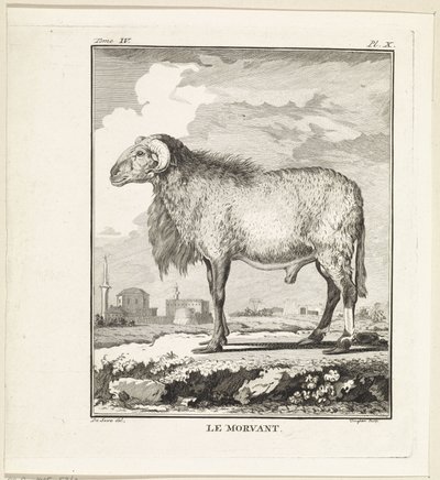 Ram door W. Tringham
