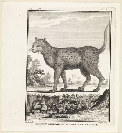 Wilde kat door W. Tringham